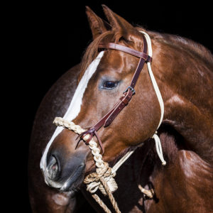 loping hackamore