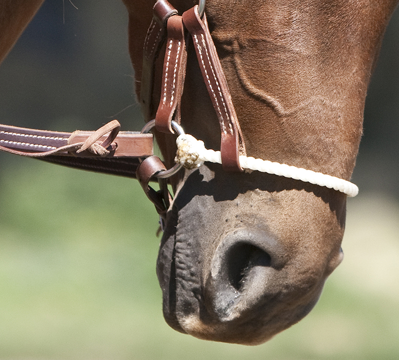 Bits Tack Classic Equine AT Silver Clover Hackamore