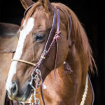 Get Down Braided Rawhide Nose