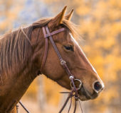 Doubled and Stitched Browband Headstall