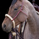 One Inch Bosal for horses