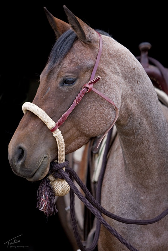 One Inch Bosal for horses