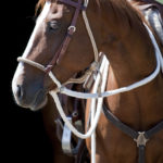 Nylon Hackamore with Reins