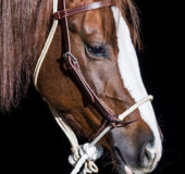 Single Rope Hackamore with Rawhide Nose