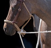 Loping Hackamore