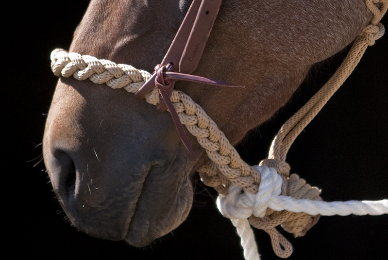 Loping hackamores, regular hackamores, rope hackamores, bridles