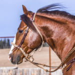 Soft 4 Plait Loping Hackamore