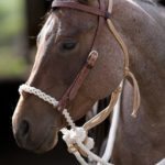 Hard 3 Plait Flat Hackamore