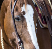 Latigo Slot Ear Headstall